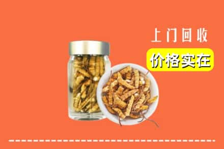 德钦县回收散虫草